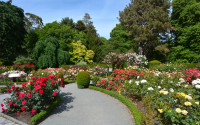 Christchurch City Flower