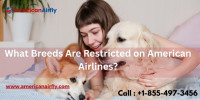 American Airlines Pet Policy - Guidelines