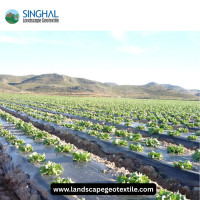 Mulch Film: Enhancing Crop Growth and Soil Management in Agriculture