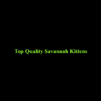 Amore Cattery