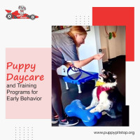 Top Overnight Dog Care in Indianapolis, Indiana