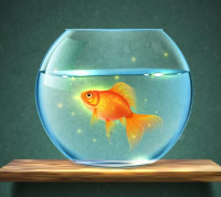 Betta Fish