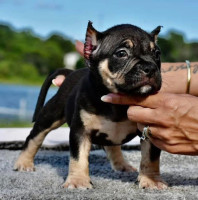 American Bullies for Sale at AmericanBulliesHome