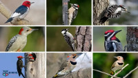 Woodpeckers of Florida