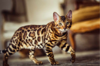 Snow/Silver/Brown/Charcoal Bengal Kittens