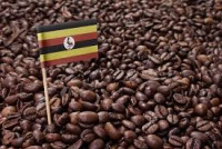 +256790560642 Coffee for Quality Beans & Services