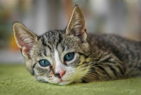 Best cat breeds in Mumbai - 2025