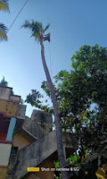 K THANTHONI TREE CUTTING SERVICE | Tree Cuting Service in Chennai | Tree Removal in Chennai | Coconut Tree Service in Chennai